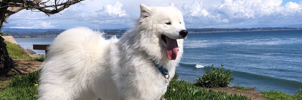 Enzo the samoyed Profile Banner