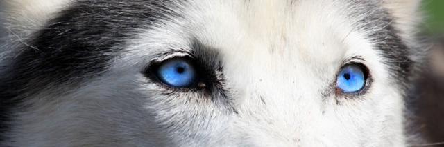pumaroux's profile banner image