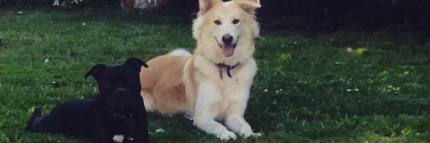 leanne foster banner