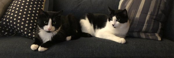 BradyHamed Profile Banner