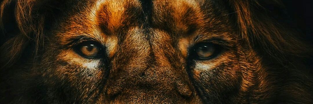 kendoprime's profile banner image