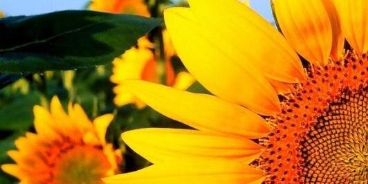 Krzysztof 🇵🇱 banner