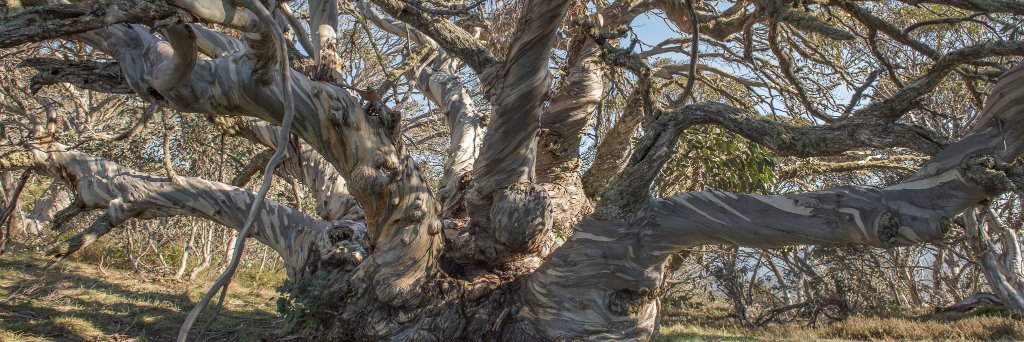 Dr Andrew Wettenhall banner