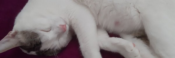 fatemeh_shki Profile Banner