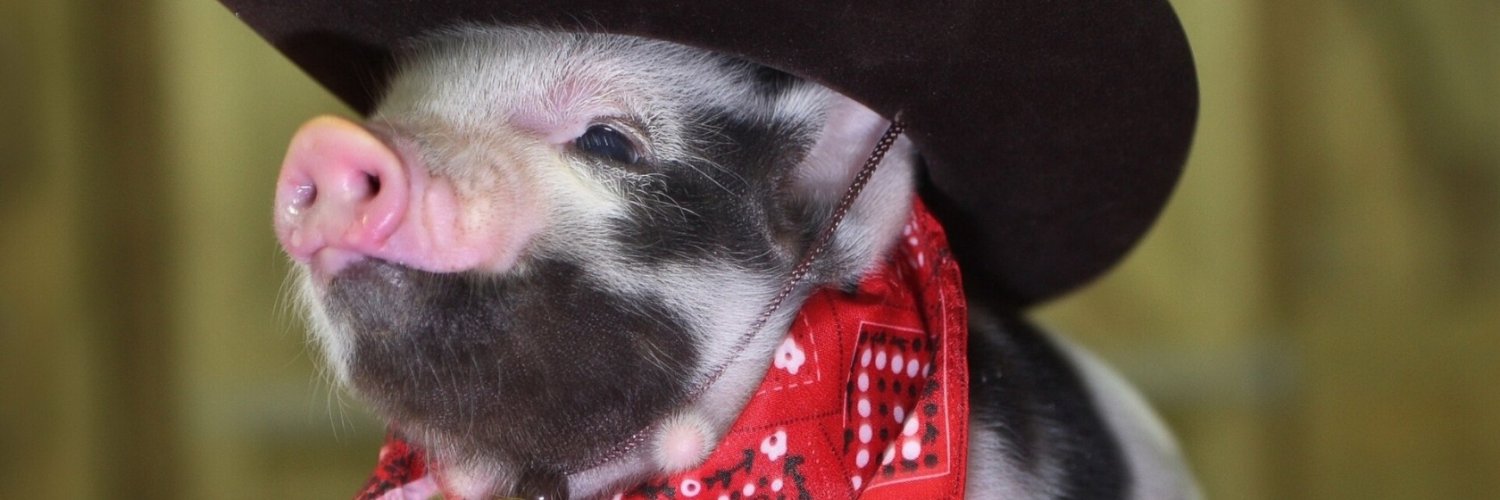 LoneStarPig's profile banner image