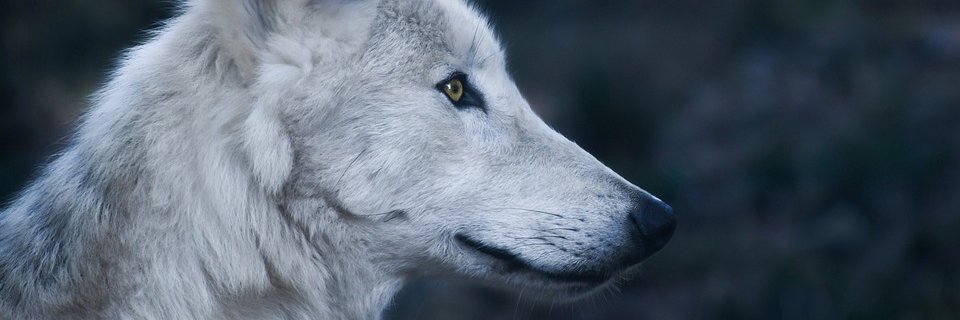 an_ieva's profile banner image