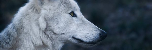 an_ieva Profile Banner