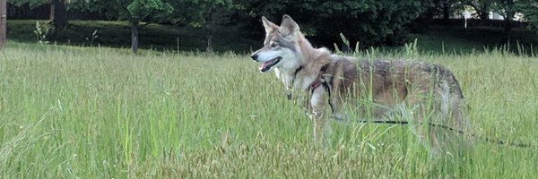 MArashloo Profile Banner