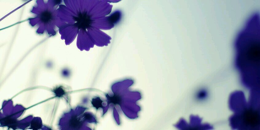 leimi's profile banner image