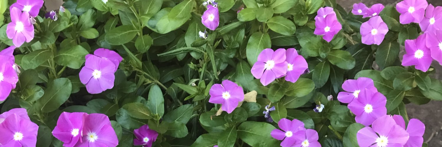 MsRachelN's profile banner image