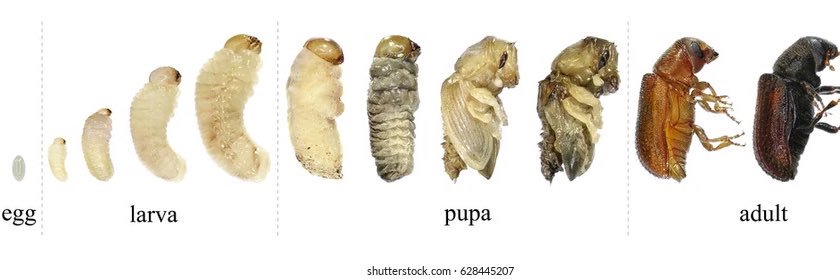 grub banner