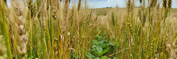 MultiIowa Profile Banner