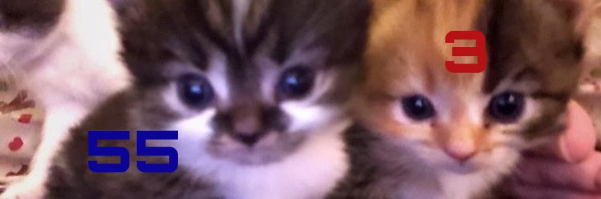 Tauriel ⁵⁵❀⋆ཐིཋྀ.ೃ࿔*:･ banner