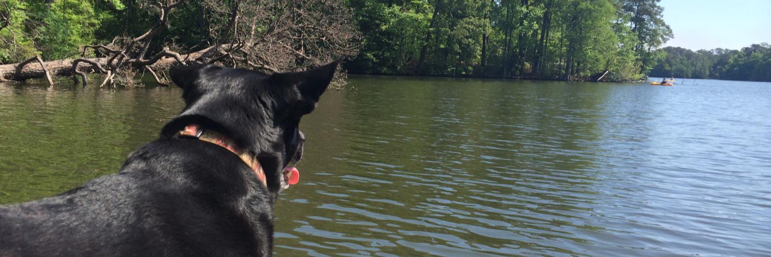 Heather Shuler banner