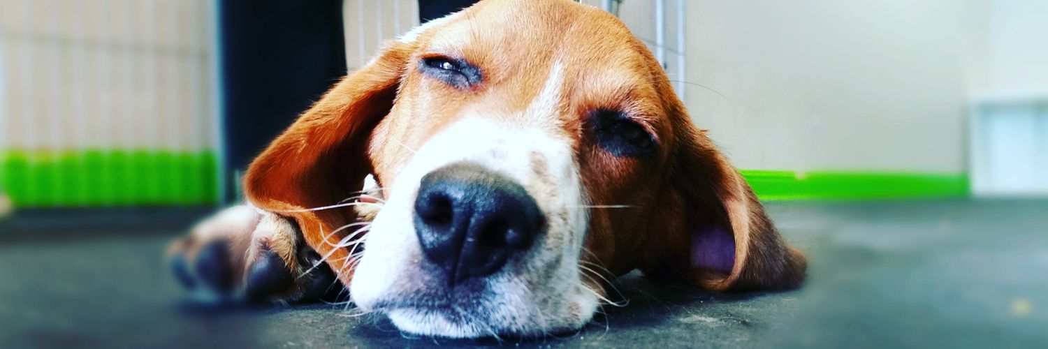 mymdogtraining's profile banner image