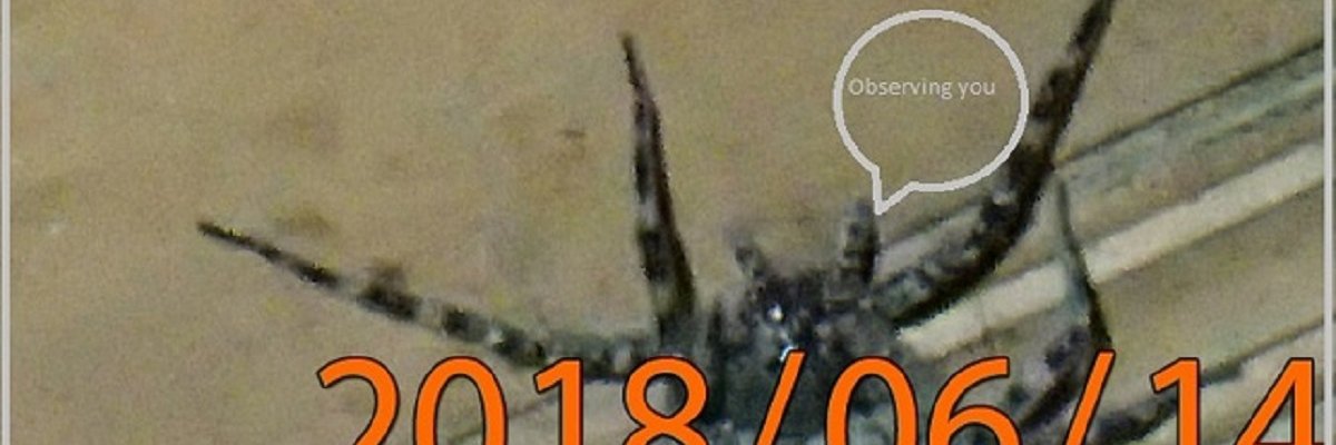 Cindy Sternberg's banner