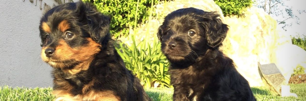 Chubby Cheeks 🐽😁💞 banner