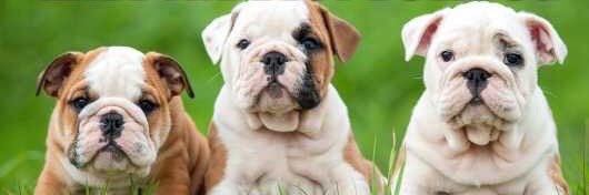 bulldogtips's profile banner image