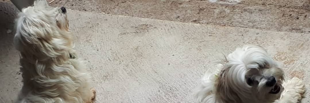 uaiJessica's profile banner image
