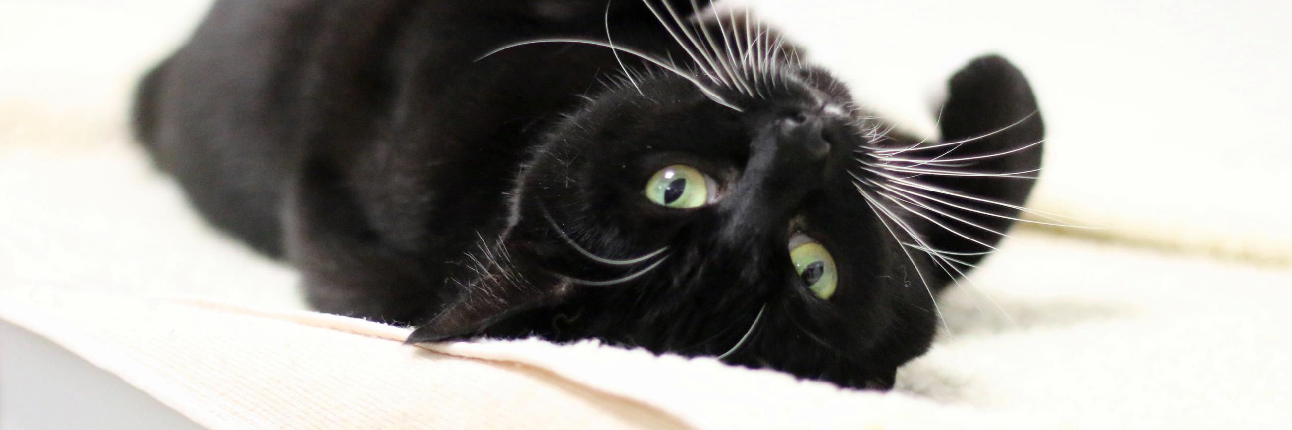 RspcaAdopt's profile banner image