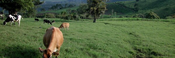 CUForages Profile Banner