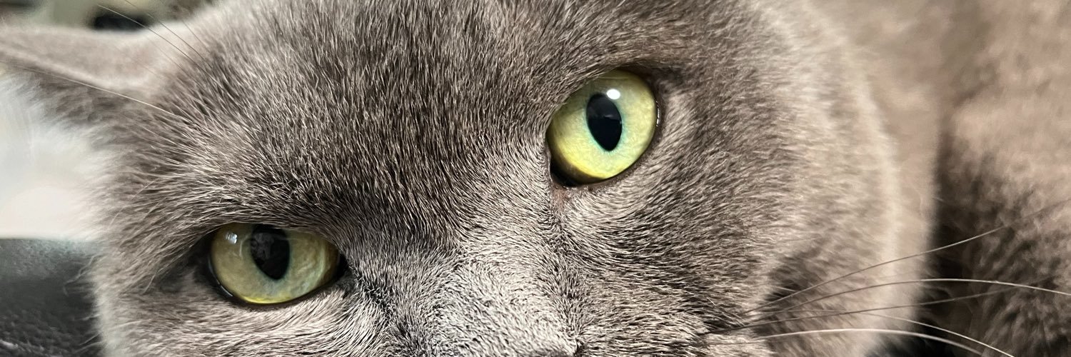 IrohaFox5's profile banner image