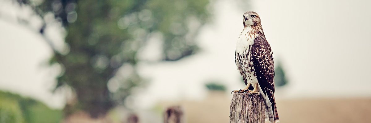 vigliottig's profile banner image