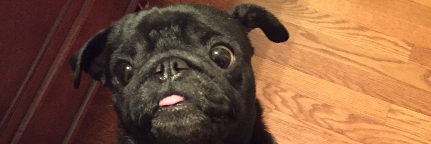 BellaPug21's profile banner image