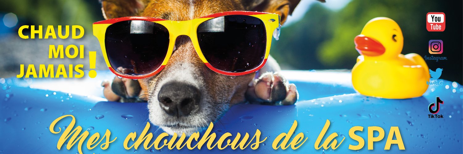 Mes chouchous de la SPA banner