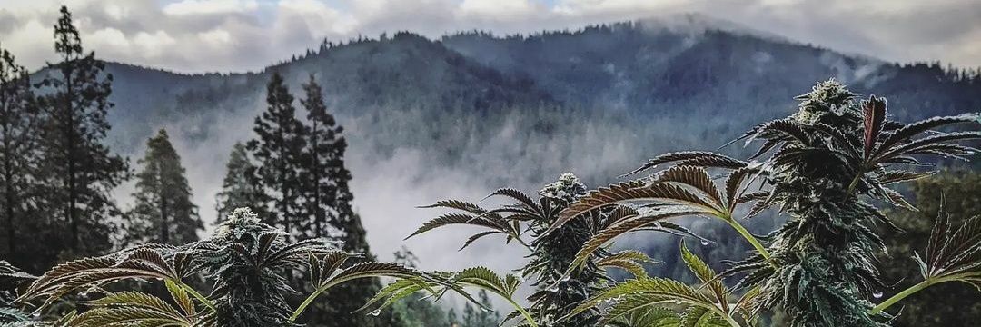 kithinj1's profile banner image