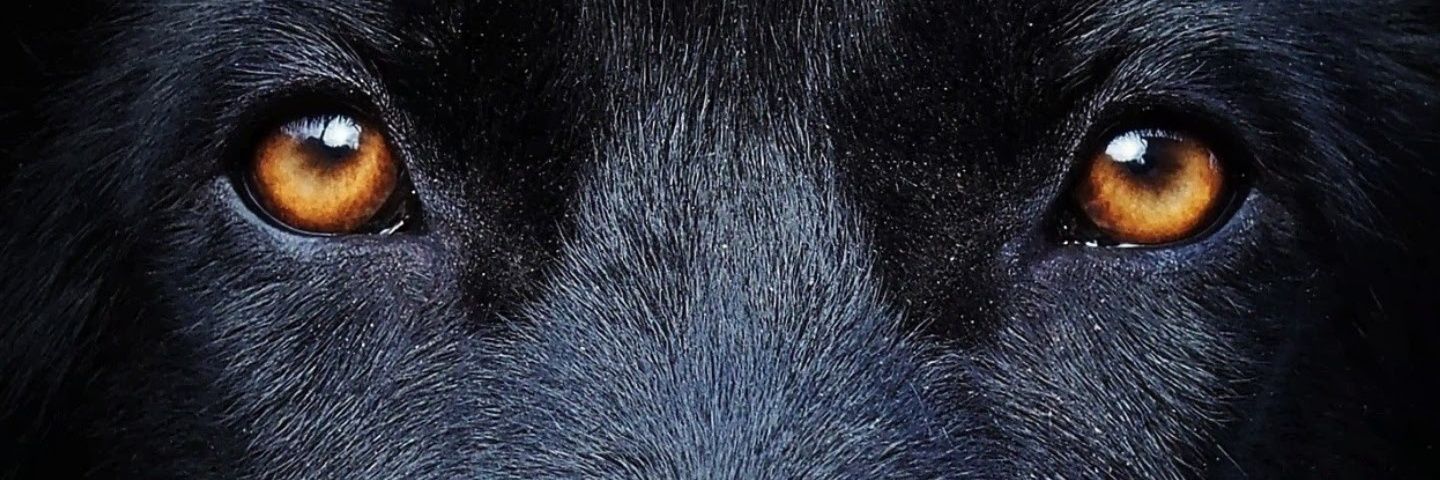 Genexer19's profile banner image
