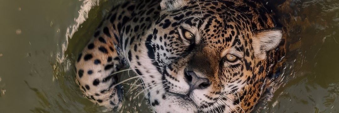 PaoSanCu's profile banner image