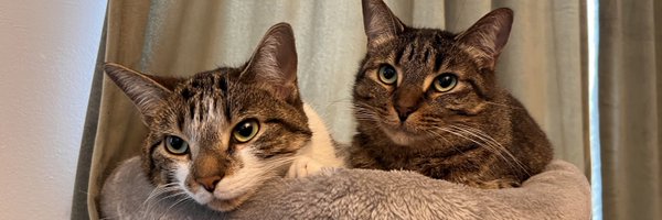 peachdaae Profile Banner