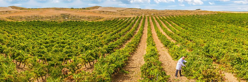 Marques de Berol Wines banner