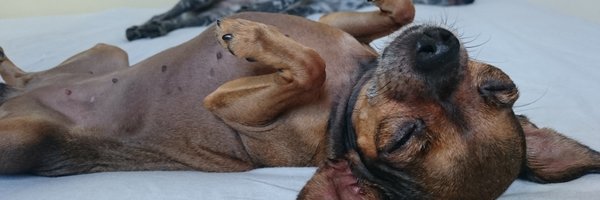 grazyoshida Profile Banner