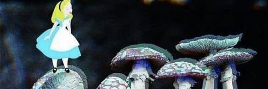 bearbett's profile banner image
