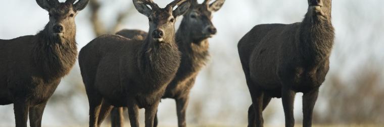 bobr vonabarak banner