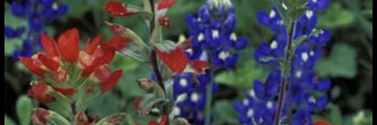 cbluhm1185's profile banner image