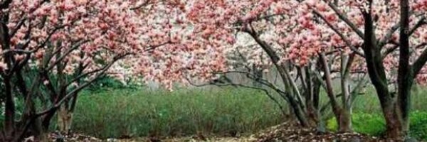 FabyFloris Profile Banner