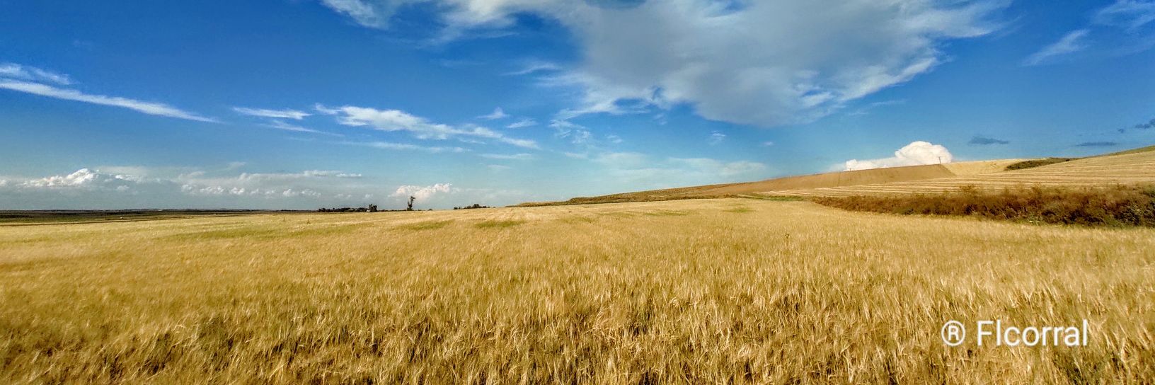 Flcorral 🎓🍏 banner