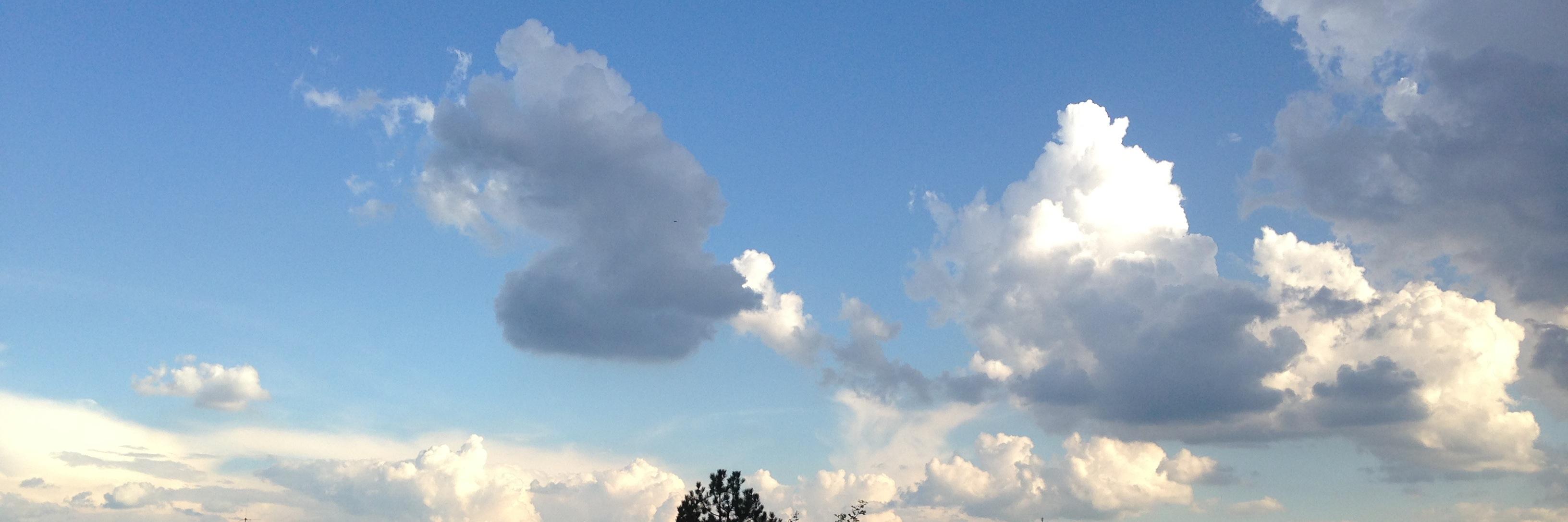 Ellen Policinski banner