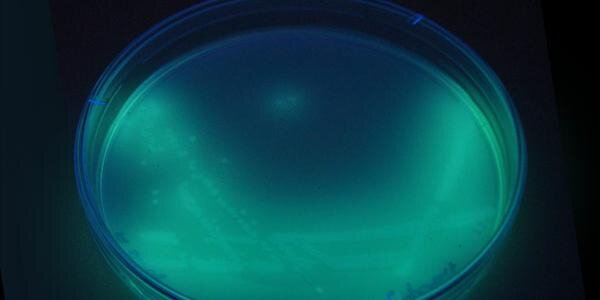 Freya Harrison banner