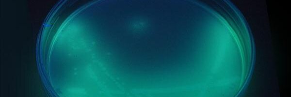 friendlymicrobe Profile Banner