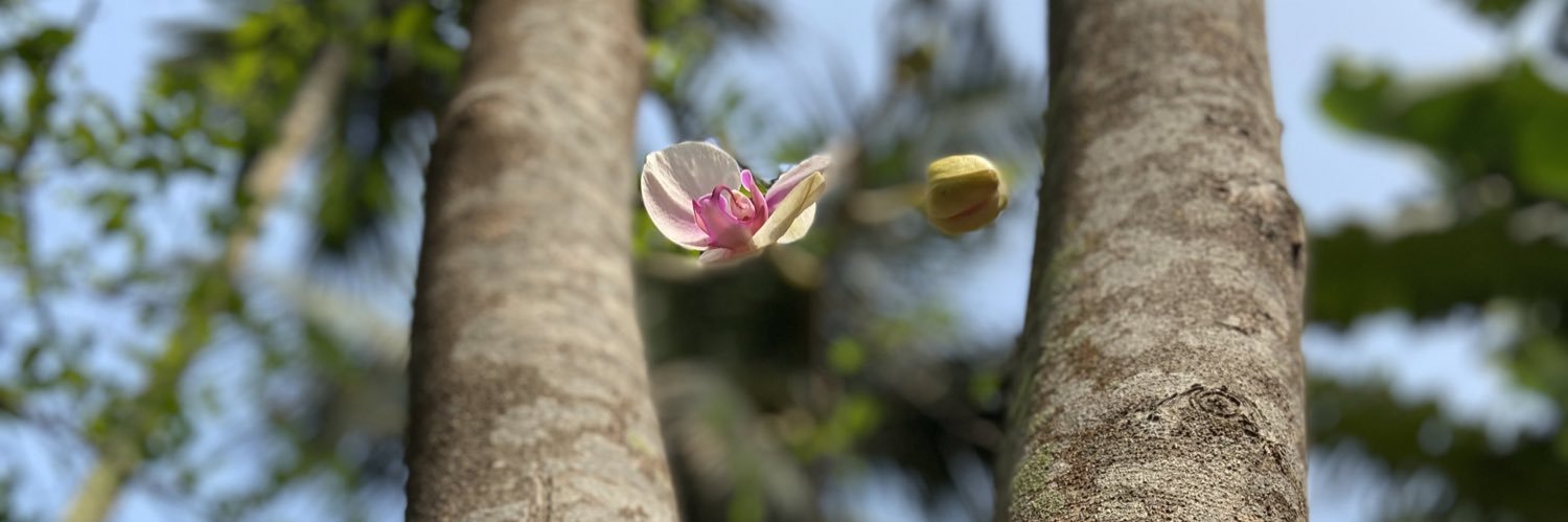 rukarahul's profile banner image