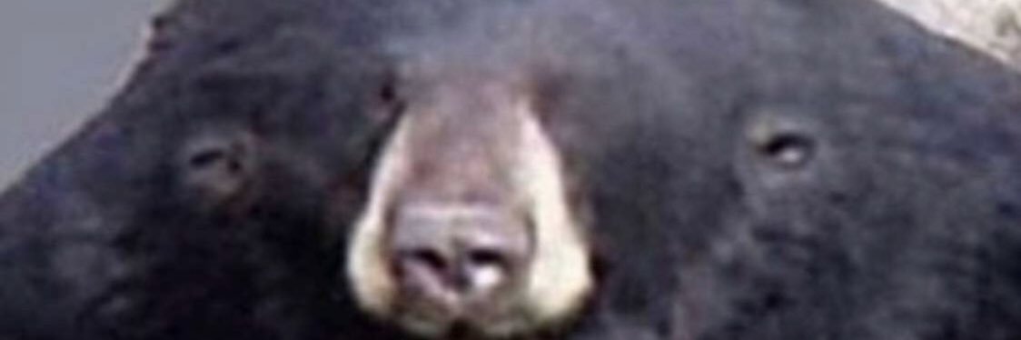 dankmemegod7's profile banner image