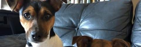 Mark 🔥🐏 🏴󠁧󠁢󠁳󠁣󠁴󠁿 banner