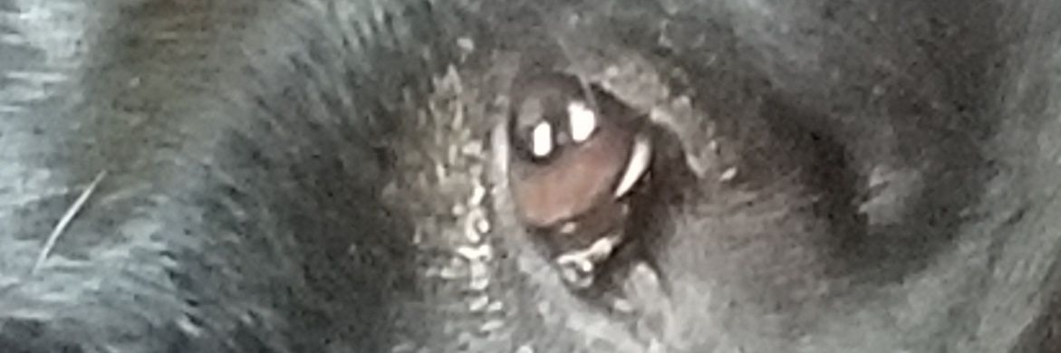 FeliciaFillhart's profile banner image