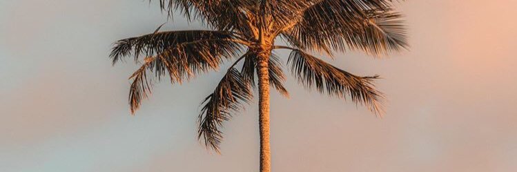 edyocarda's profile banner image