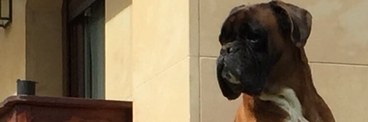 Fradeix's profile banner image