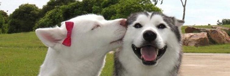 sweetfacetalles's profile banner image